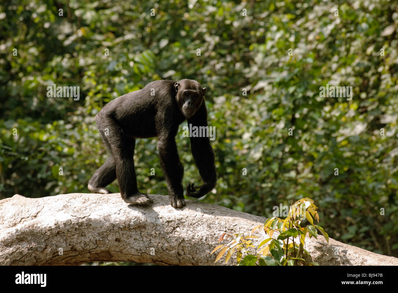 Hatari, plus jeune mâle adulte de la troupe de Kyambura, à l'aide de l'arbre tombé près de l'entrée 15 pour traverser les gorges rivière. Banque D'Images