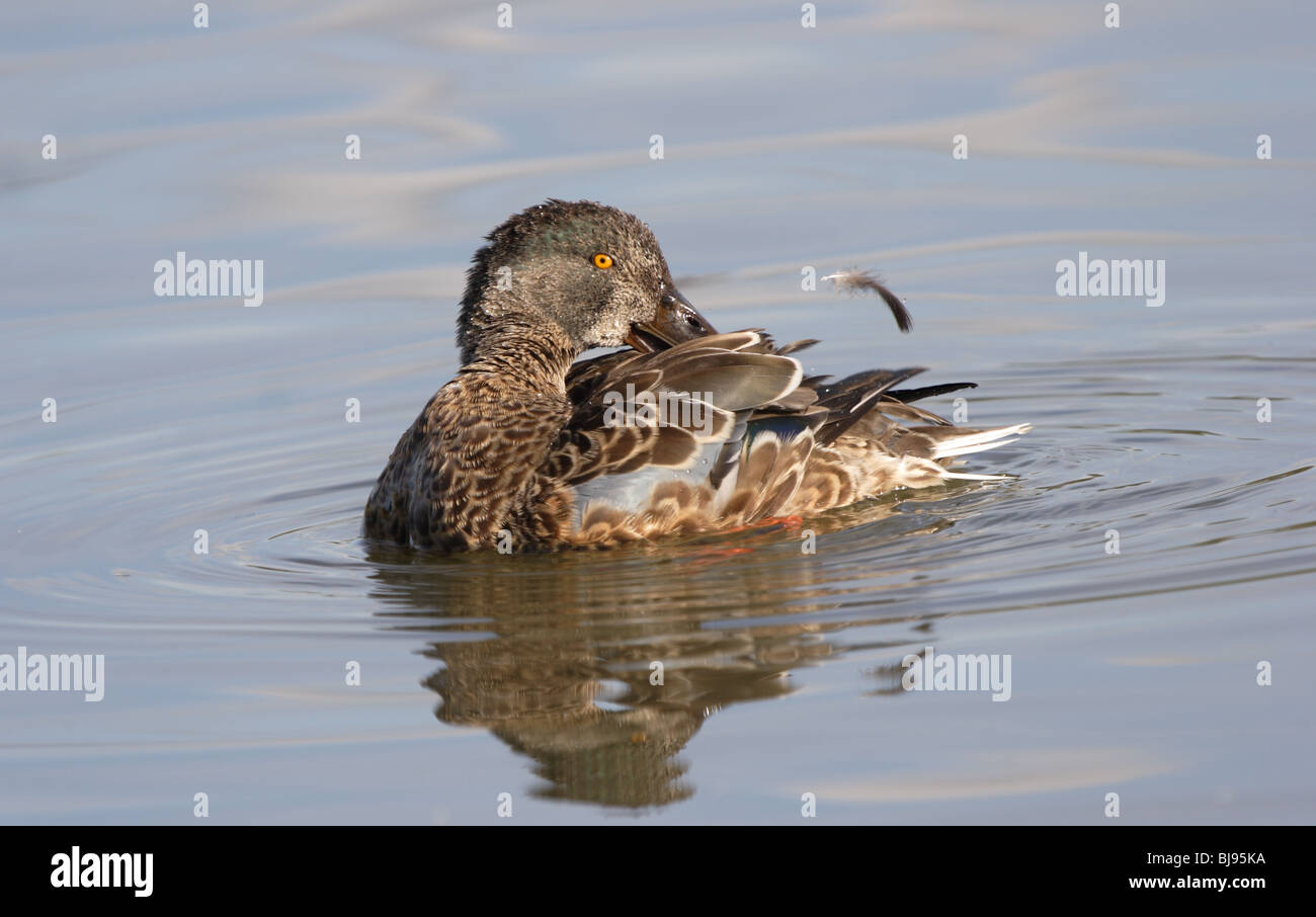 (Nord) Canard souchet Anas clypeata au lissage avec plumes délogé dans l'air, Slimbridge WWT, Gloucestershire, Royaume-Uni Banque D'Images