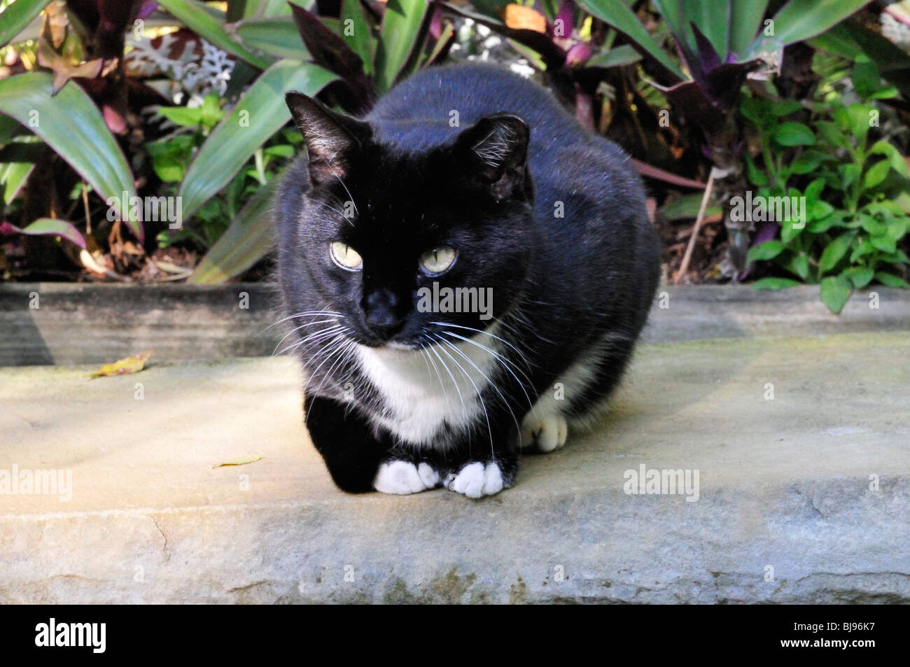 Un noir et blanc (tuxedo) chat avec des pattes avant blanches se détend sur un banc Banque D'Images