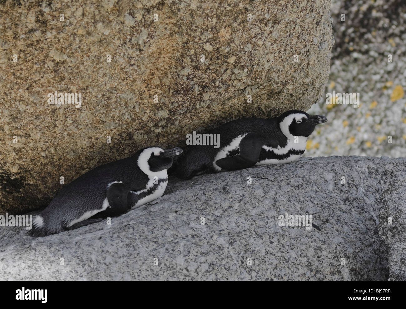 Que Cache Le Manchot Sur La Plage Pix Manchot se cachant dans la végétation de la plage Photo Stock - Alamy