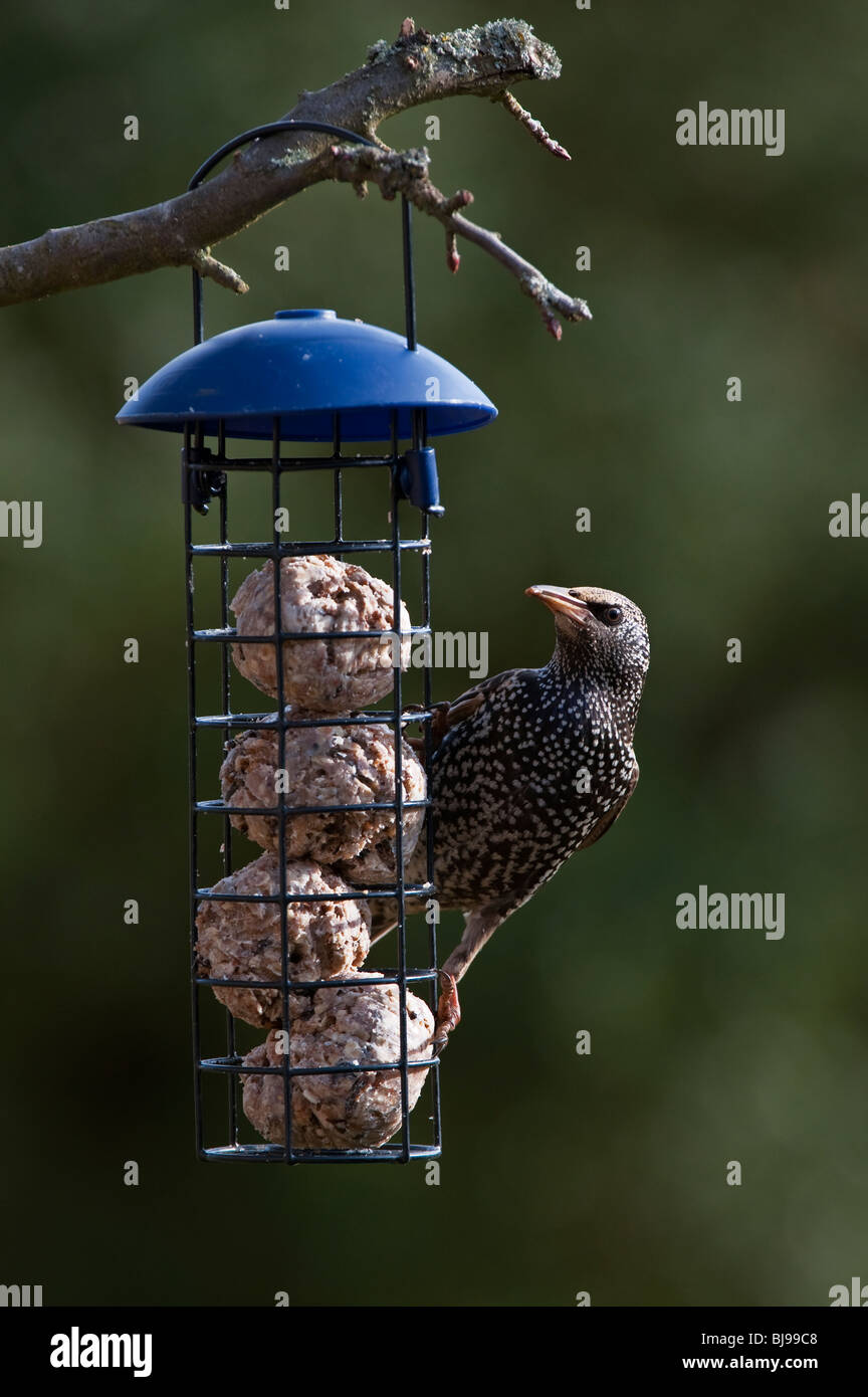 Sturnus vulgaris. Starling sur une graisse de billes chargeur d'suspendue à un arbre dans un jardin. UK Banque D'Images