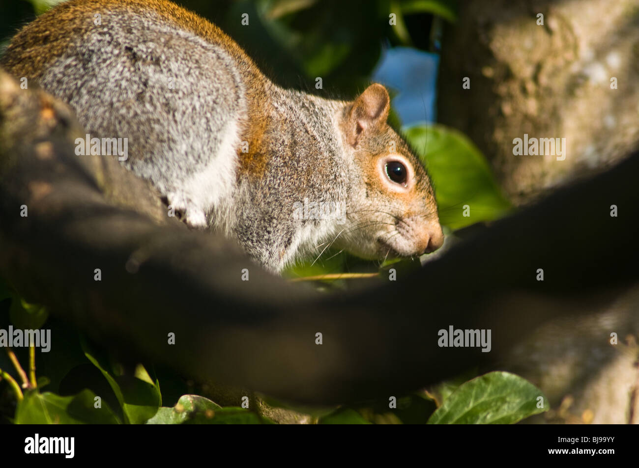 Dh écureuil gris Sciurus carolinensis ÉCUREUIL UK écureuil gris de l'arbre branche parc Pittencrieff gray uk Banque D'Images