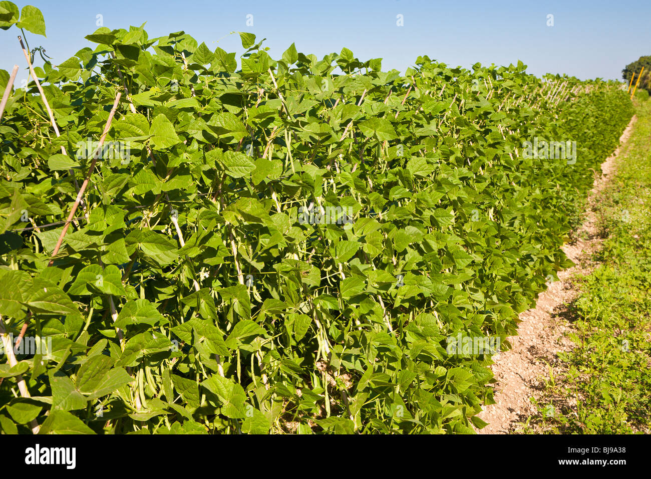 L FL - Dec 2008 - Haricots verts accroît à un U-Pick de légumes le long de la US Highway 1 en Floride du sud. Banque D'Images