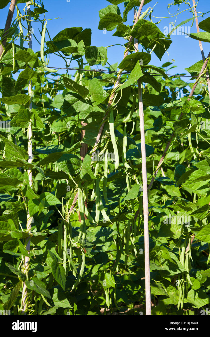 L FL - Dec 2008 - Haricots verts accroît à un U-Pick de légumes le long de la US Highway 1 en Floride du sud. Banque D'Images