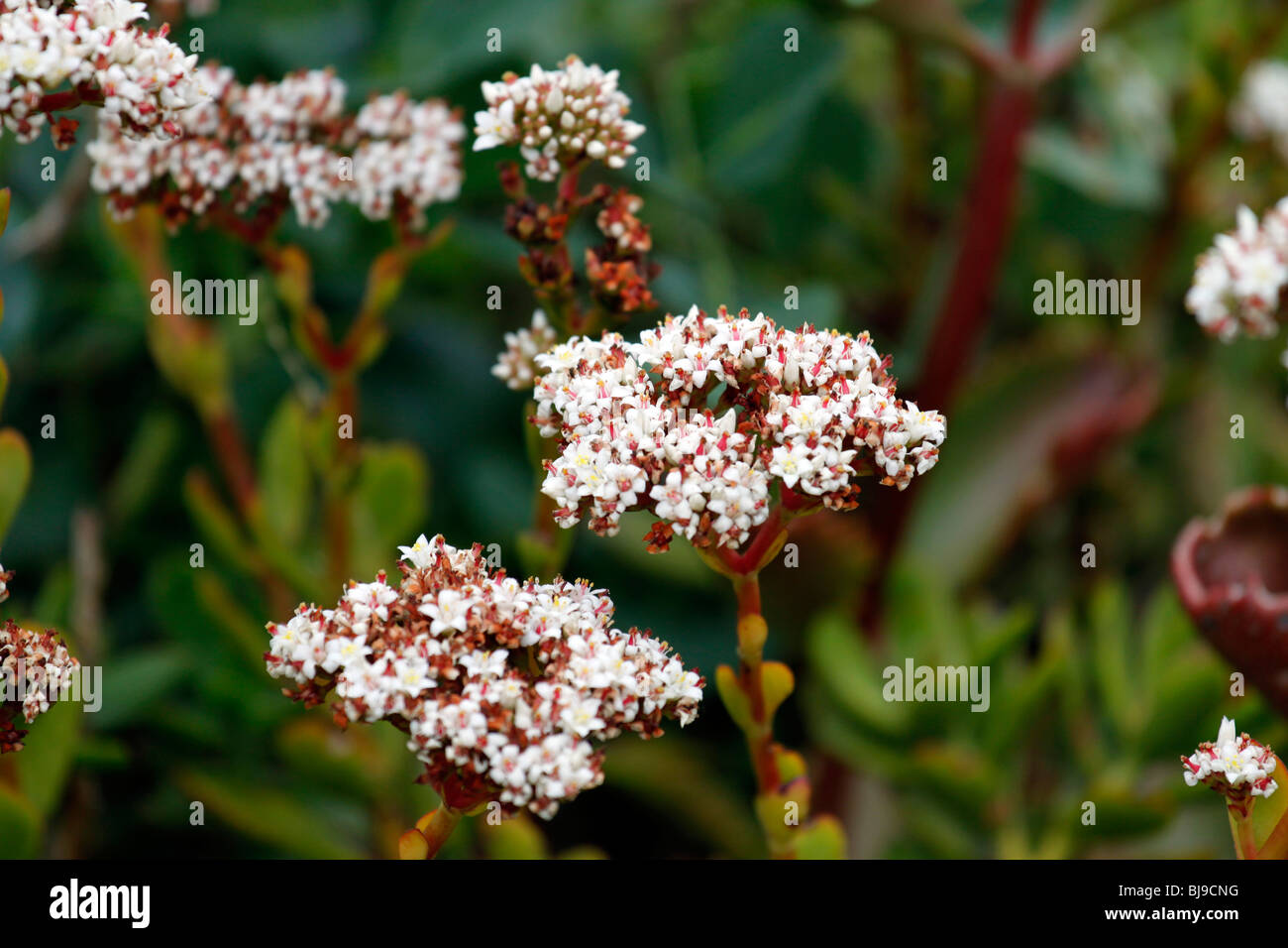 Fynbos de montagne, Sporobolus heterolepis aliena, dans kirstenbosch national botanical gardens, Cape Town, Afrique du Sud. Banque D'Images