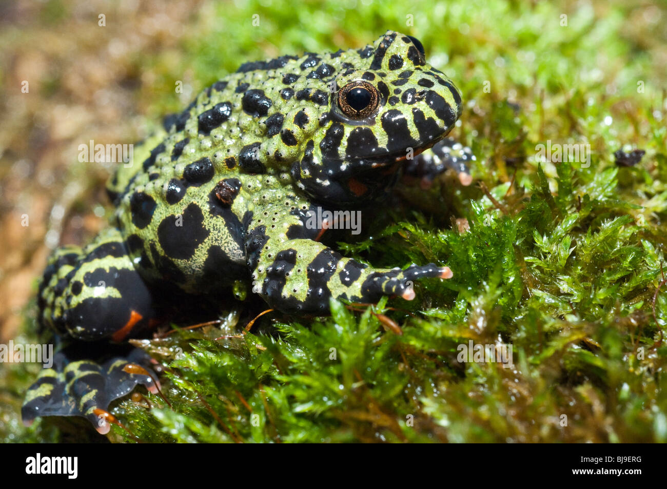 Feu Oriental-bellied toad, Bombina orientalis, semi-aquatiques toad trouvés en Corée, Chine, NE et adajacent certaines parties de la Russie. Banque D'Images