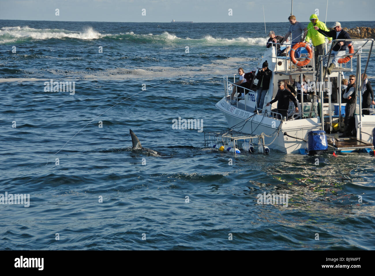 Grand requin blanc (Carcharodon carcharias) nageoire natation plongée en bateau avec cage, Gansbaii, Dyer Island, Afrique du Sud Banque D'Images