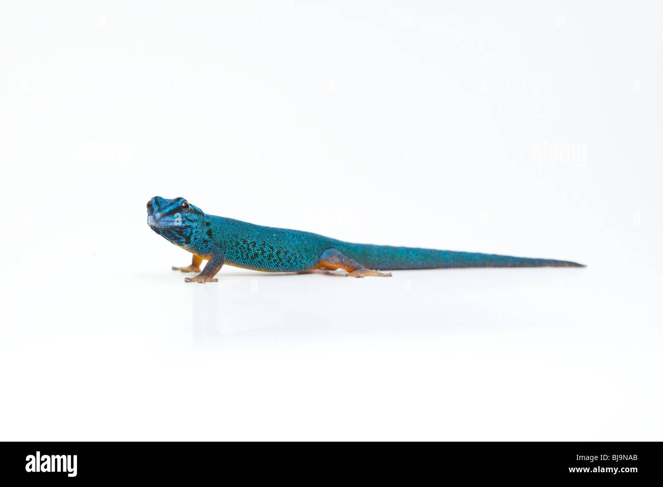 Electric Blue day gecko Lygodactylus williamsi,, Tanzanie, sur fond blanc Banque D'Images