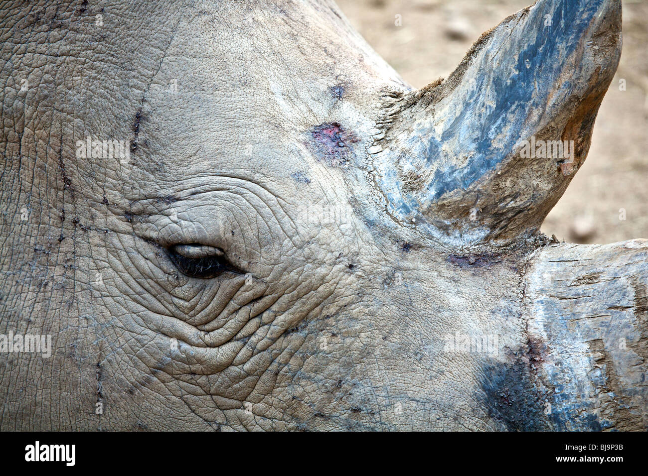 Rhinocéros blanc du sud et de la corne de l'œil de la tête montrant Banque D'Images