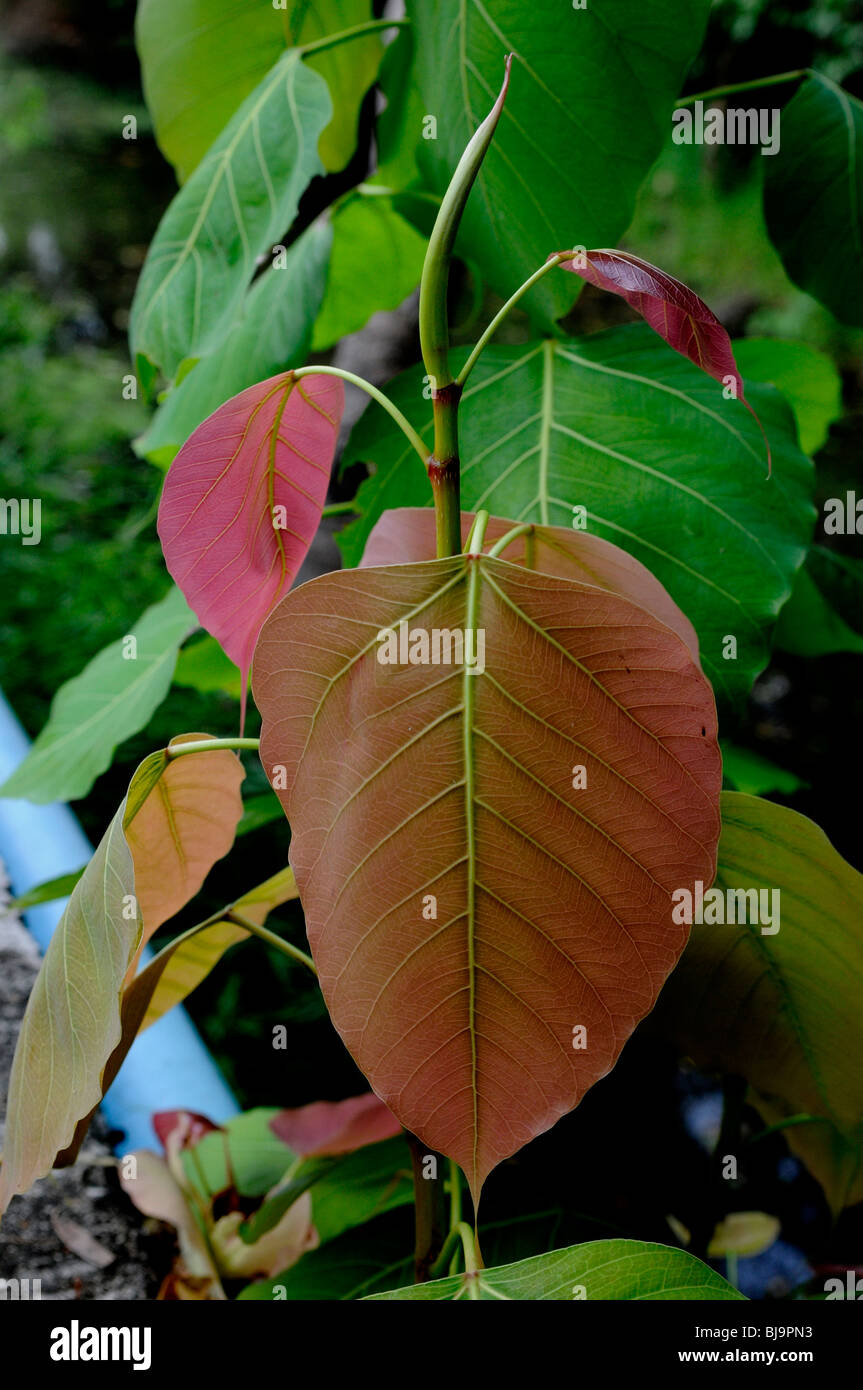 Les jeunes Bo arbre , ko kret (Koh Kred) , nonthaburi ,(près de Bangkok), Thaïlande Banque D'Images