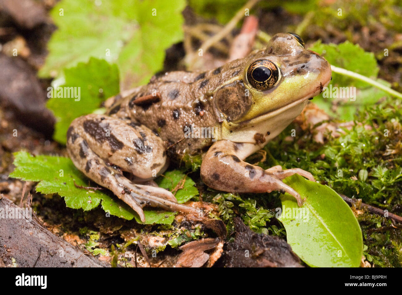 Lithobates septentrionalis Banque de photographies et d’images à haute