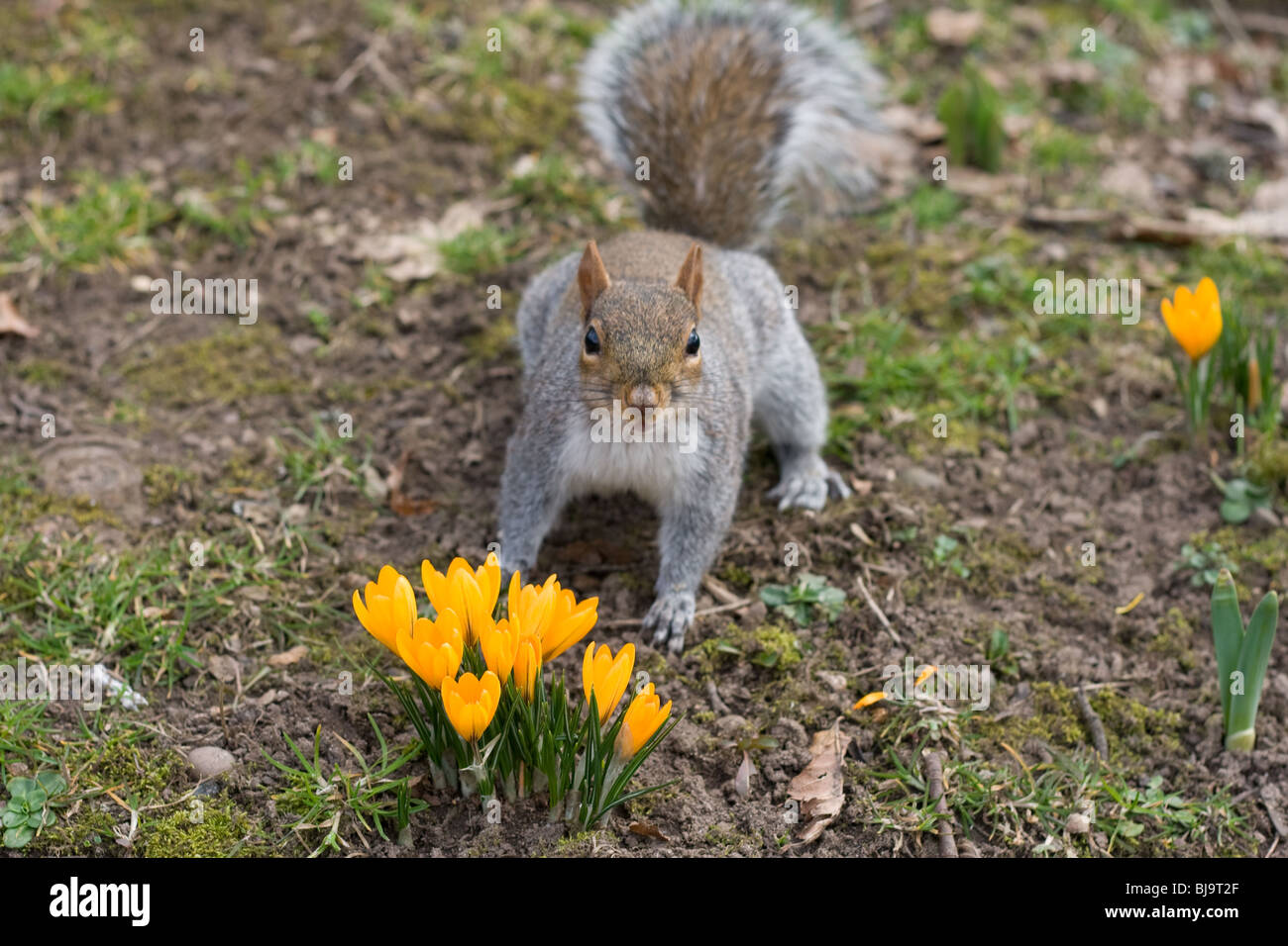 Écureuil gris avec Crocus jaune Banque D'Images