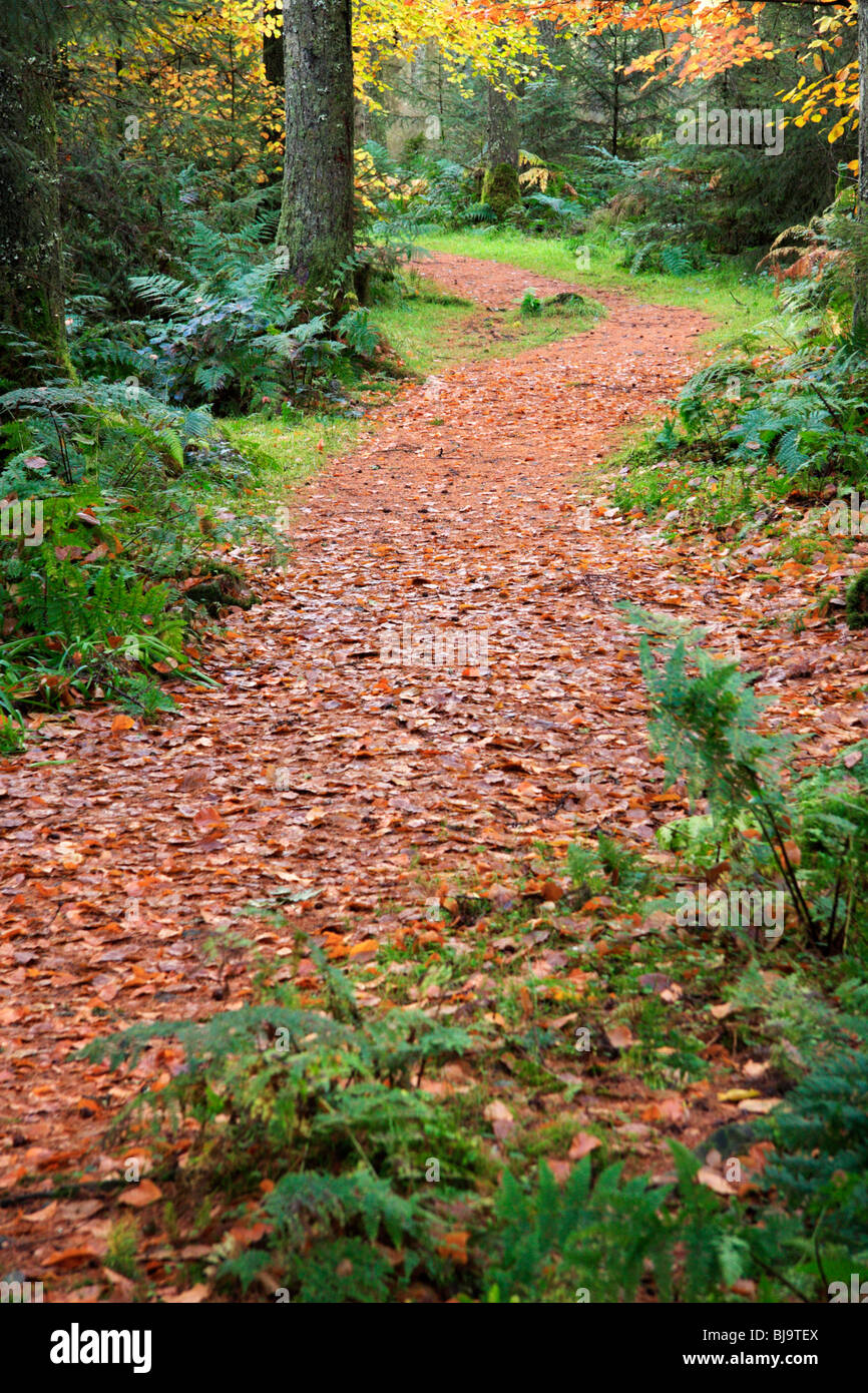 Chemin dans le Galloway Forest Park à Dumfries et Galloway, en Écosse, à l'automne. Banque D'Images