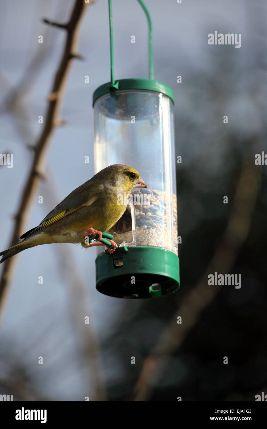 Finch vert alimentation par une mangeoire pour oiseaux Banque D'Images
