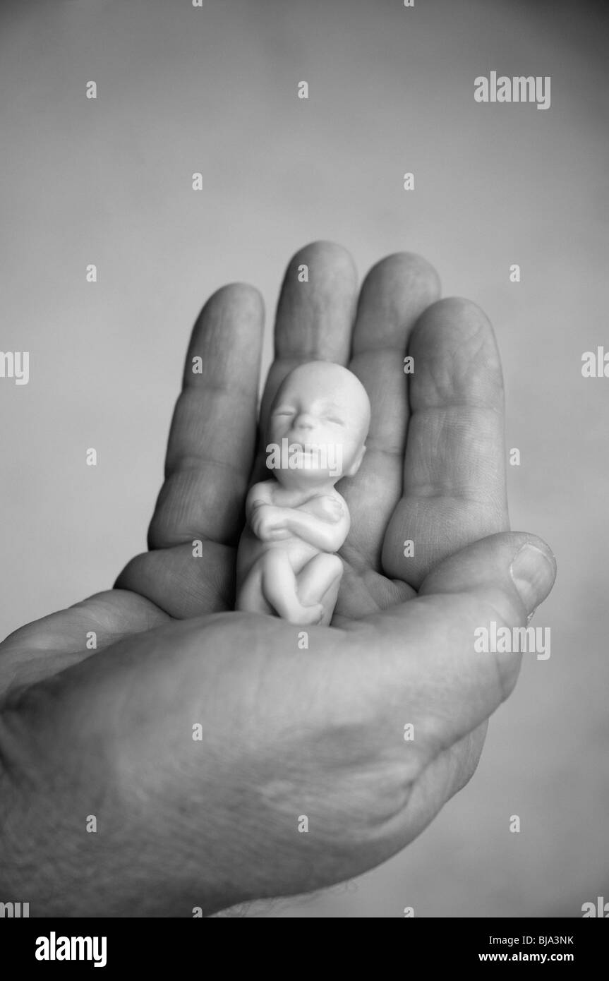Modèle de 12 semaines foetus a tenu dans la main Banque D'Images