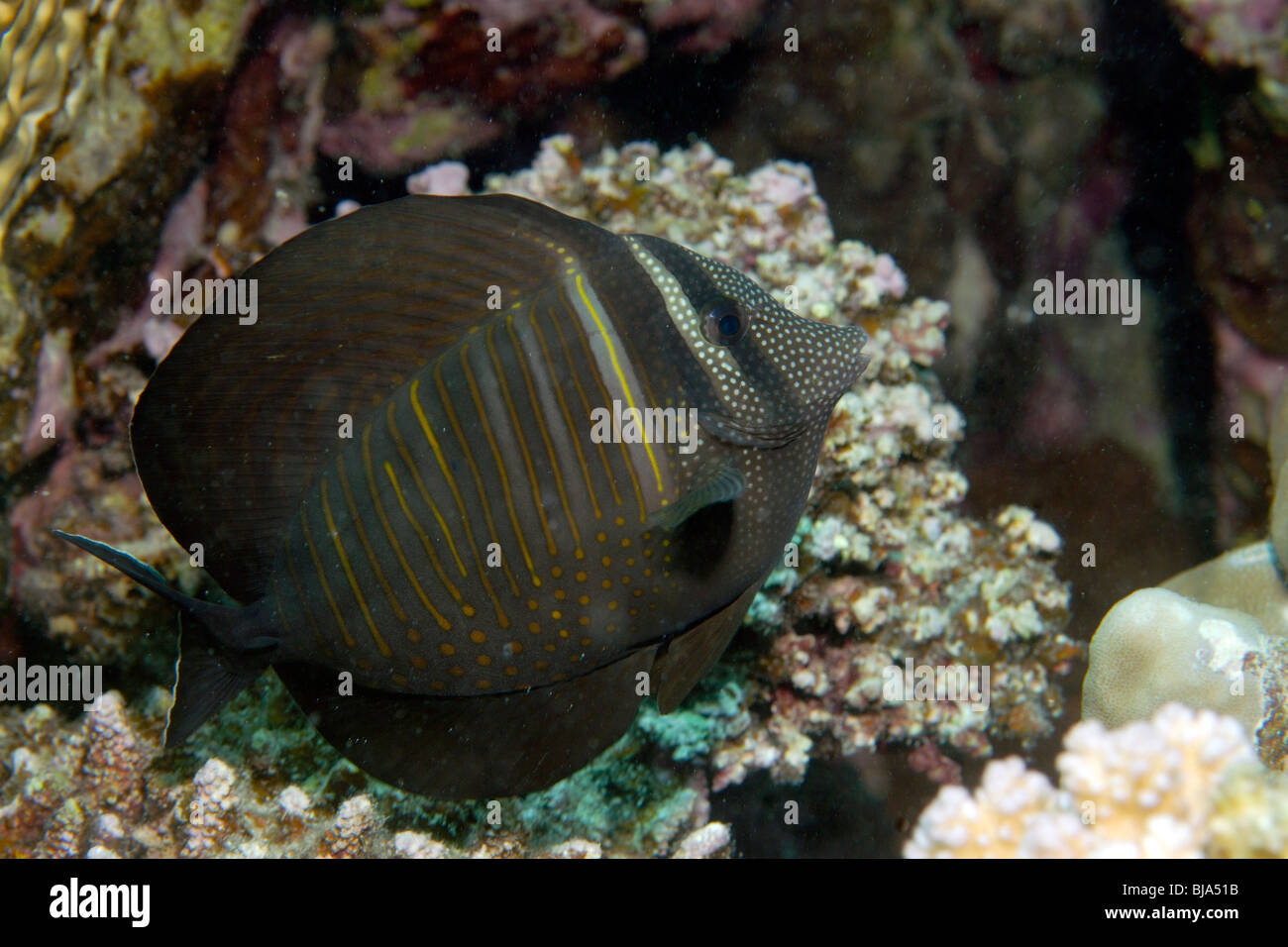 Sailfin tang dans la mer Rouge. Banque D'Images