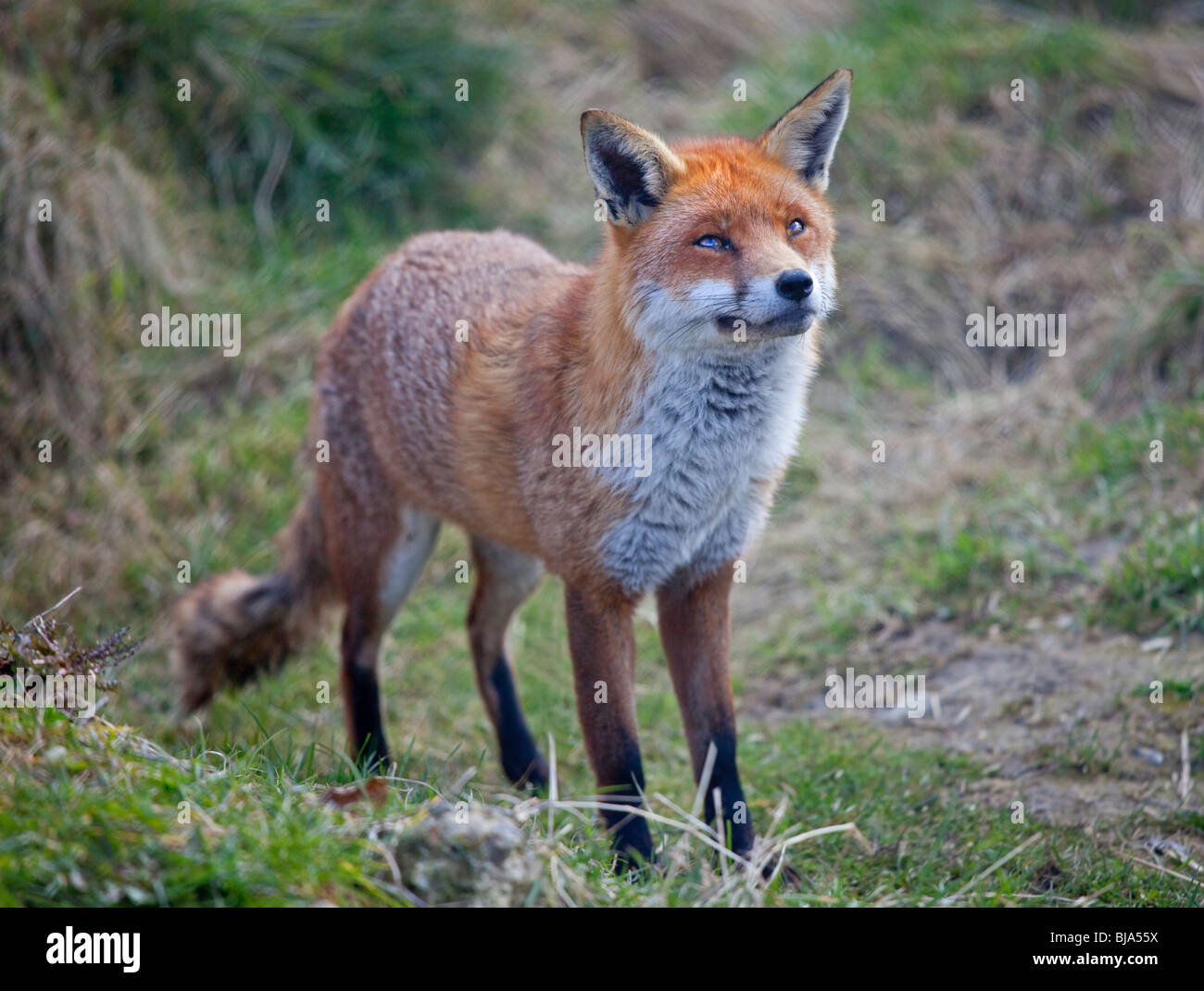 European Red Fox (Vulpes vulpes) Banque D'Images