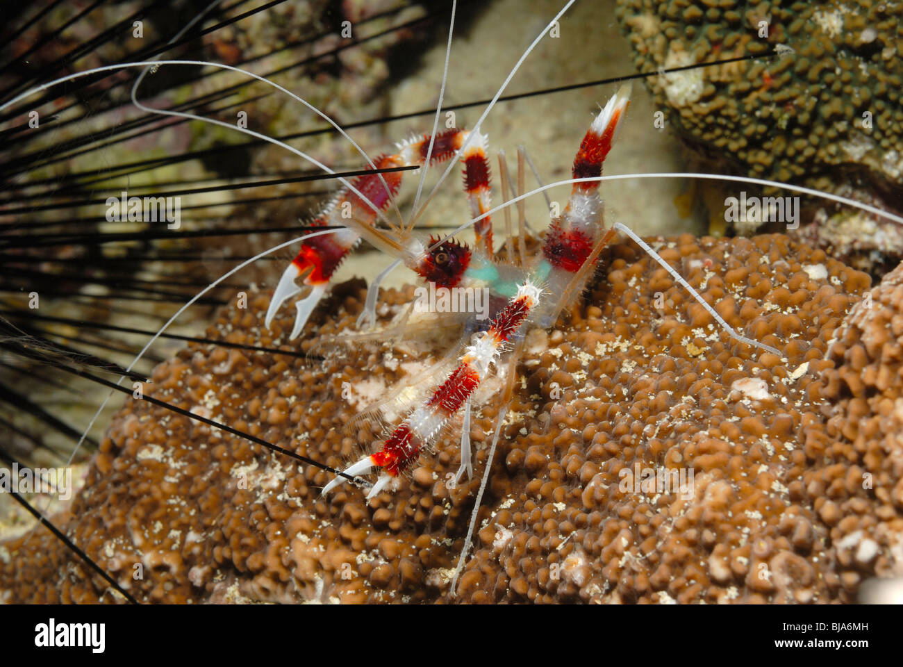 Crevettes de corail bagués dans la mer Rouge. Banque D'Images