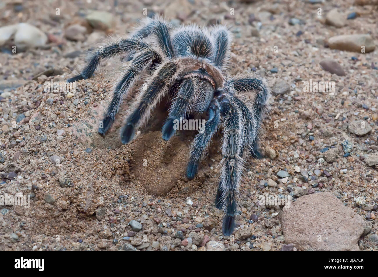 Aux cheveux rose rose chilien ou tarantula tarantula, Grammostola rosea, originaire de chili Banque D'Images