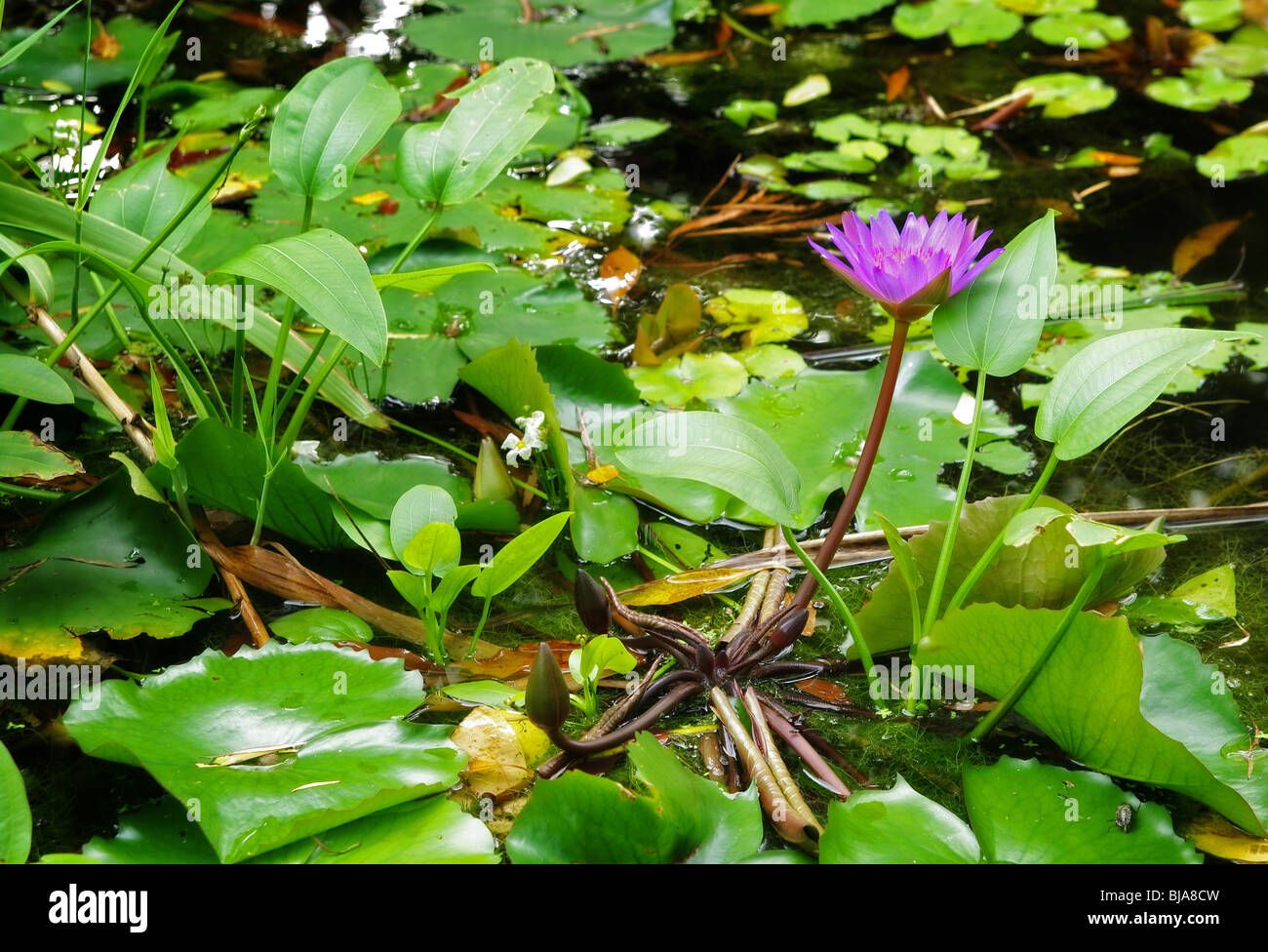 Super Soft focus image d'un water lilly dans un étang de jardin Banque D'Images