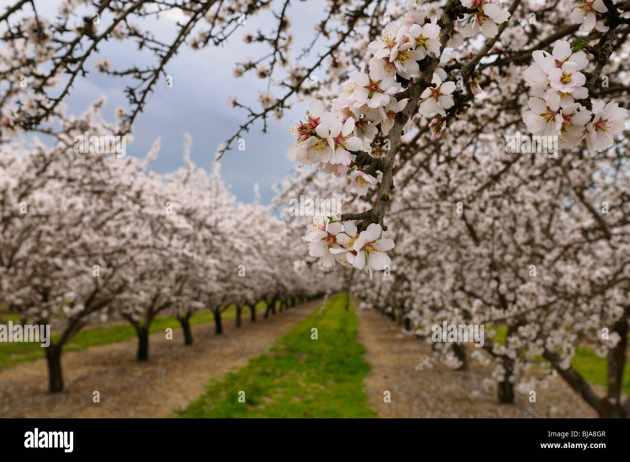 Close up de fleurs sur un amandier en fleurs dans une californie usa verger avec des rangées d'arbres en hiver Banque D'Images