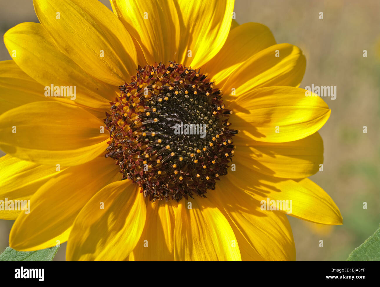 Grande image d'un tournesol jaune dans le domaine Banque D'Images