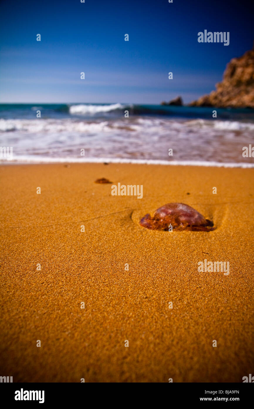 Low angle shot de méduses (plage à Gozo, Malte) Banque D'Images