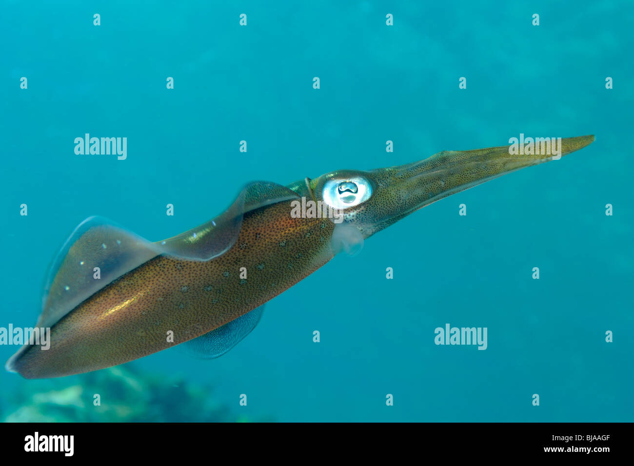 Reef Squid planant au large de la Martinique Banque D'Images