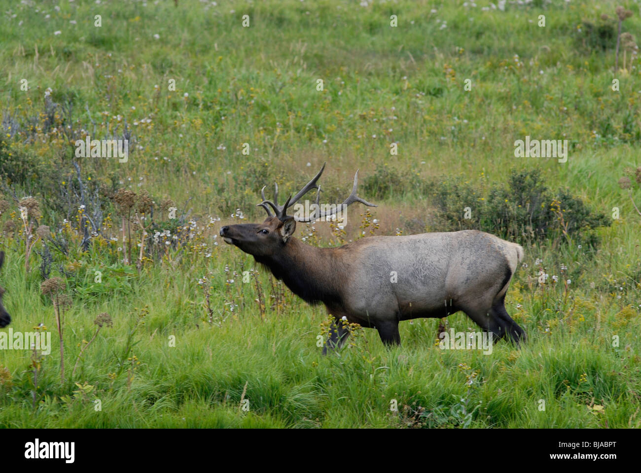 Troating elk mâle dans une prairie de la Rocky Mountain National Park Banque D'Images