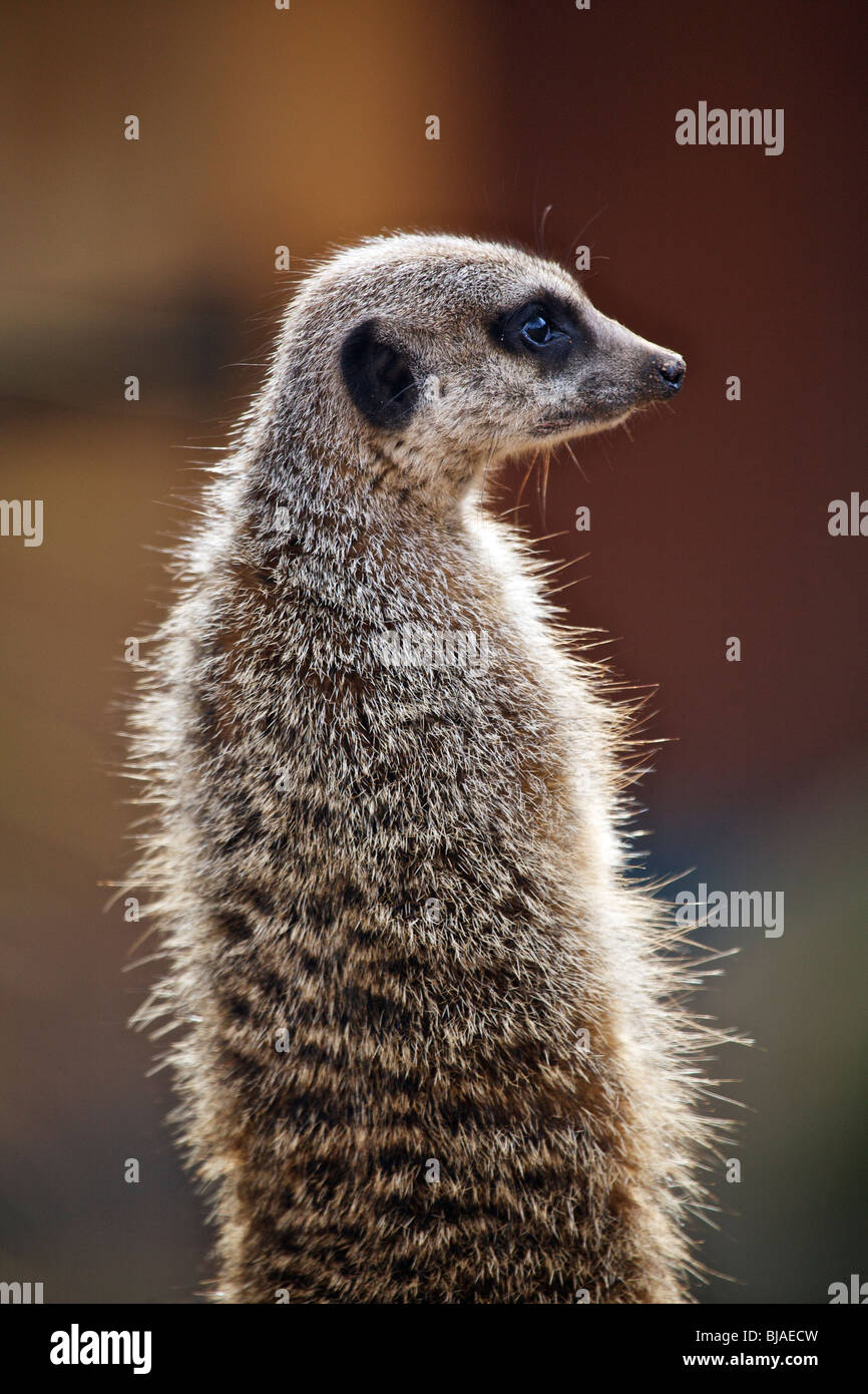 Un Meerkat assis sur ses pattes alors qu'il fait le guet pour le danger Banque D'Images