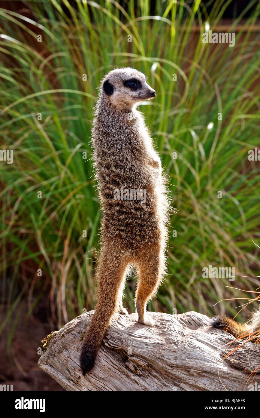 Un Meerkat assis sur ses pattes alors qu'il fait le guet pour le danger Banque D'Images