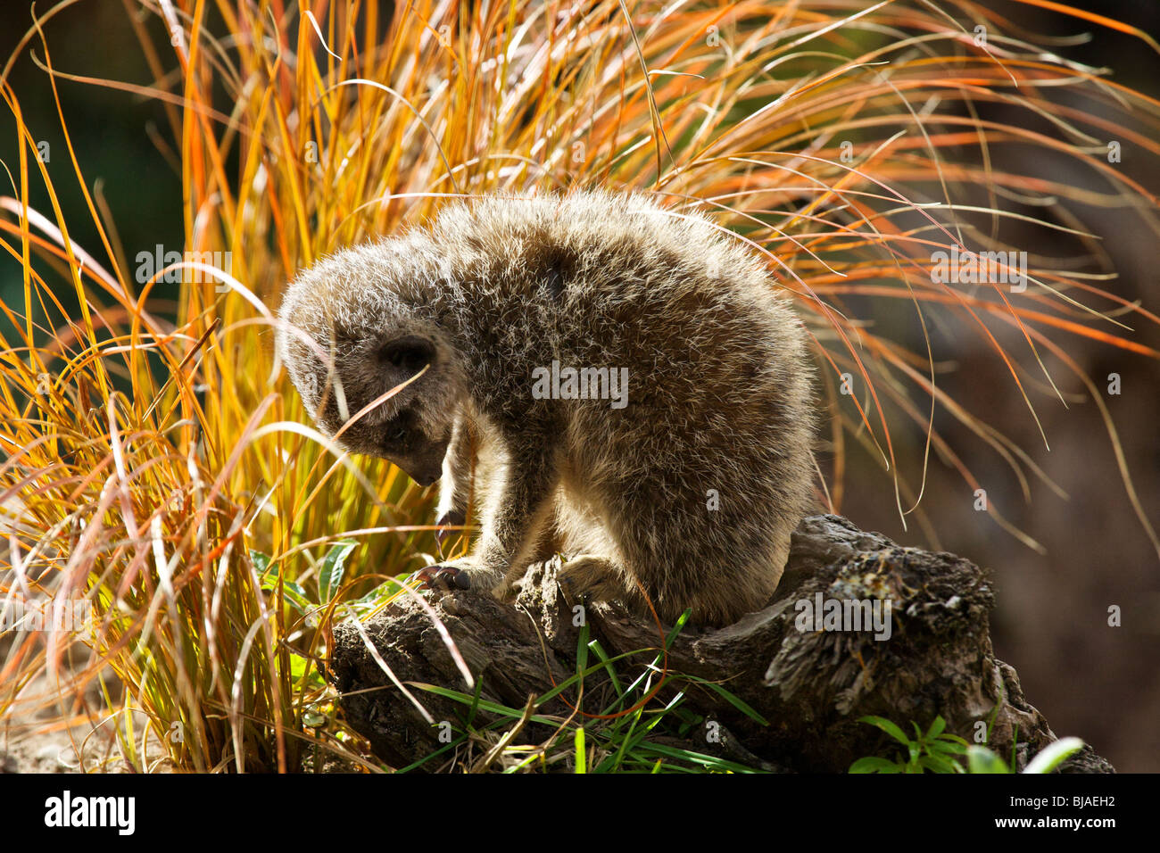 Un jeune bébé ou d'enquêter sur les suricates Banque D'Images
