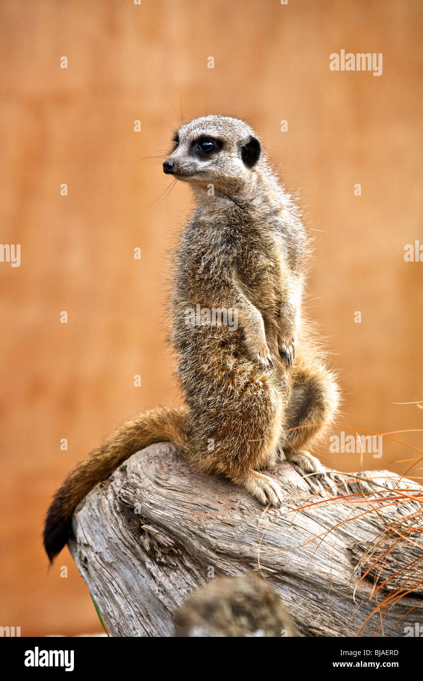Un Meerkat assis sur ses pattes alors qu'il fait le guet pour le danger Banque D'Images