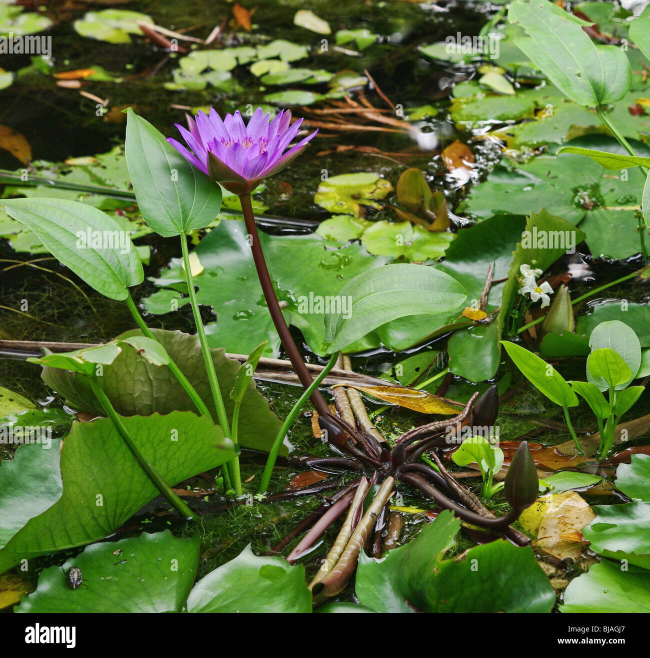 Grande image d'un water lilly dans un étang de jardin Banque D'Images