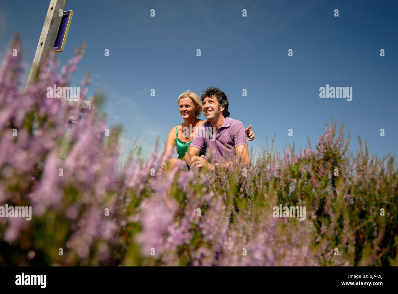 Jeune couple dans un champ pourpre heath bénéficiant d'été Banque D'Images