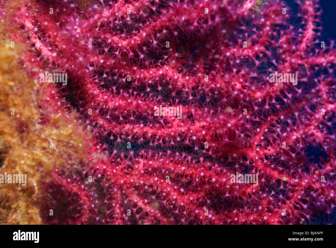 Corail rouge Banque de photographies et d’images à haute résolution - Alamy