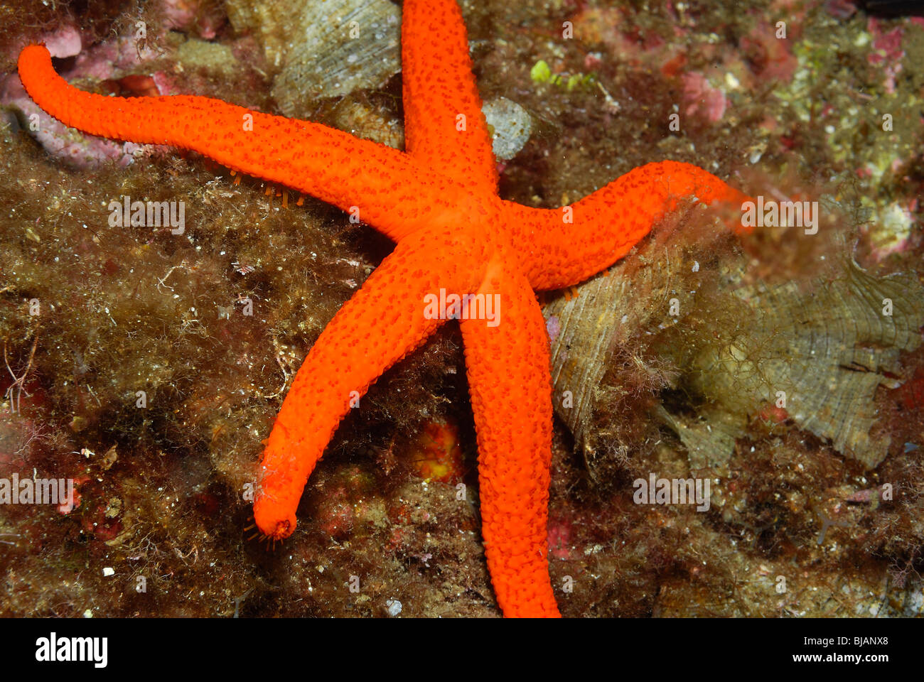 Étoile de mer rouge sur un rocher dans la mer Méditerranée Banque D'Images