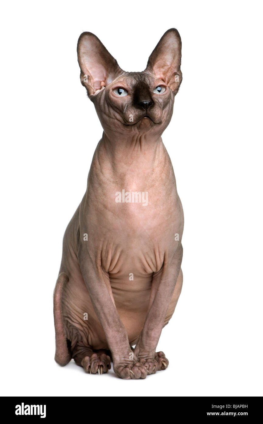 Chat Sphynx 1 Ans In Front Of White Background Photo Stock Alamy