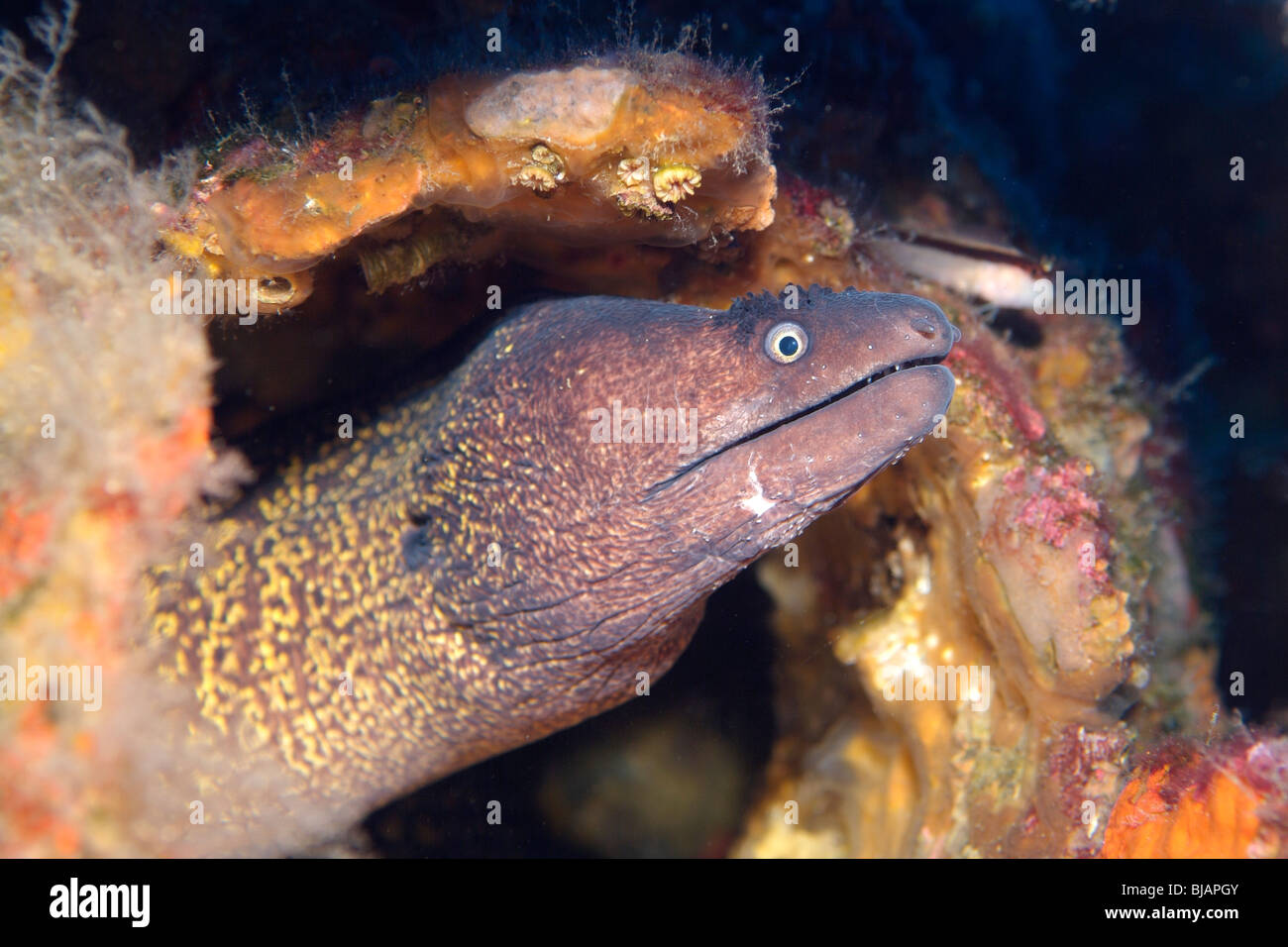 Murène méditerranéenne dans la mer Méditerranée, au sud de la France Banque D'Images