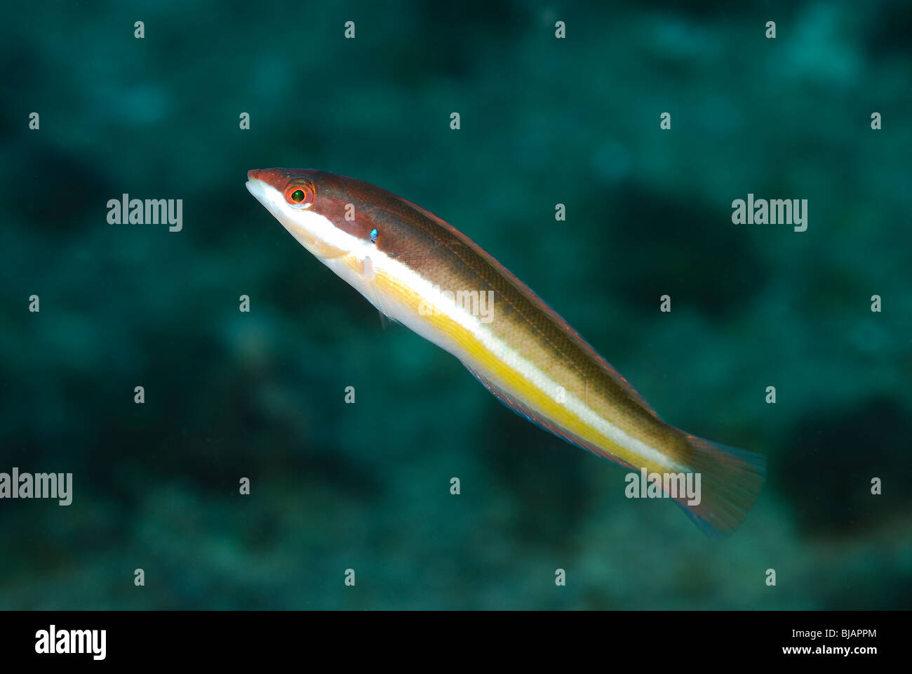 Arc-en-ciel méditerranéen wrasse, Méditerranée, sud de la France Banque D'Images