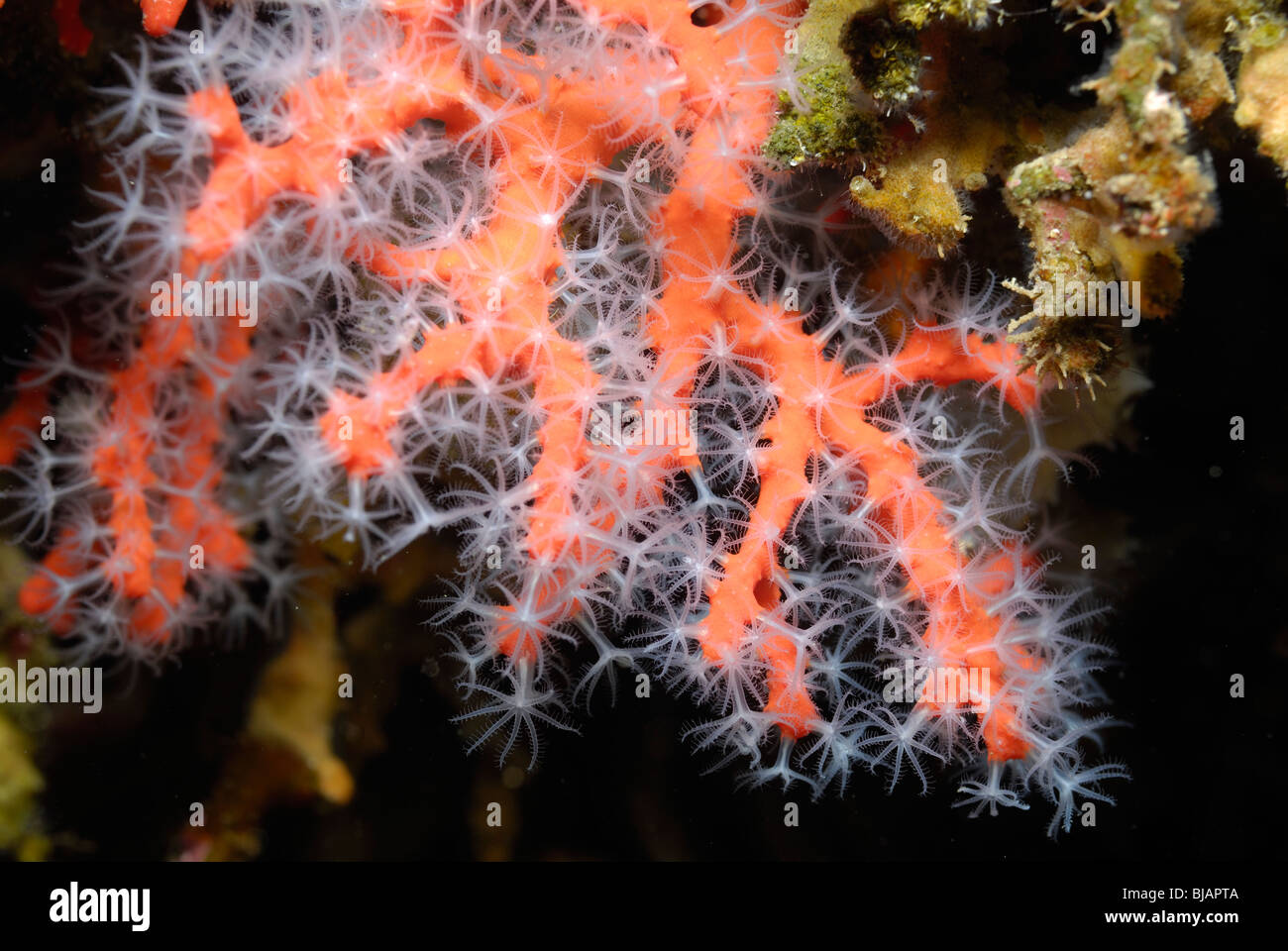 Corail rouge Banque de photographies et d’images à haute résolution - Alamy