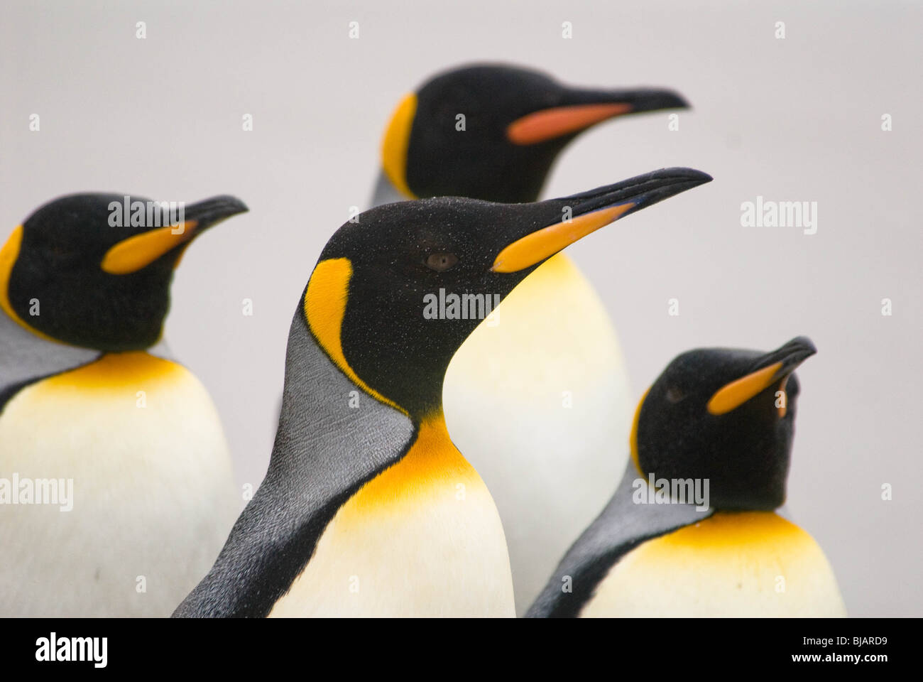 Le manchot royal (Aptenodytes patagonicus), la deuxième plus grande espèce de pingouin, au point volontaire, îles Falkland. Banque D'Images