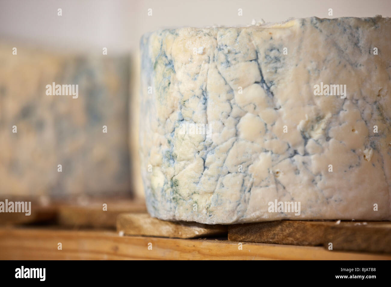 Fromages à maturité en entier le prix du fromage de la laiterie Banque D'Images