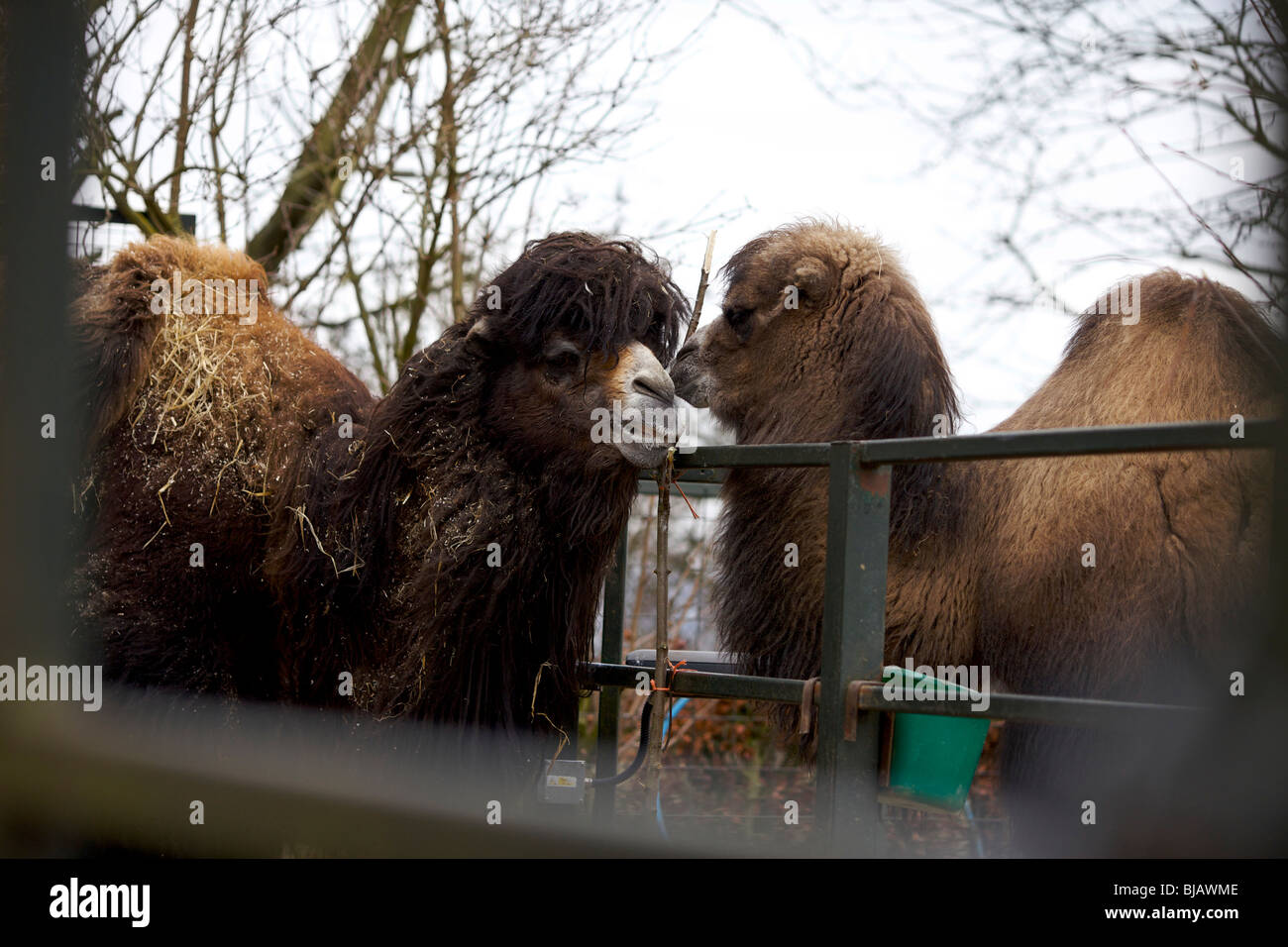 Des chameaux à dans leur enclos au zoo de Twycross dans Leicestershire UK Banque D'Images