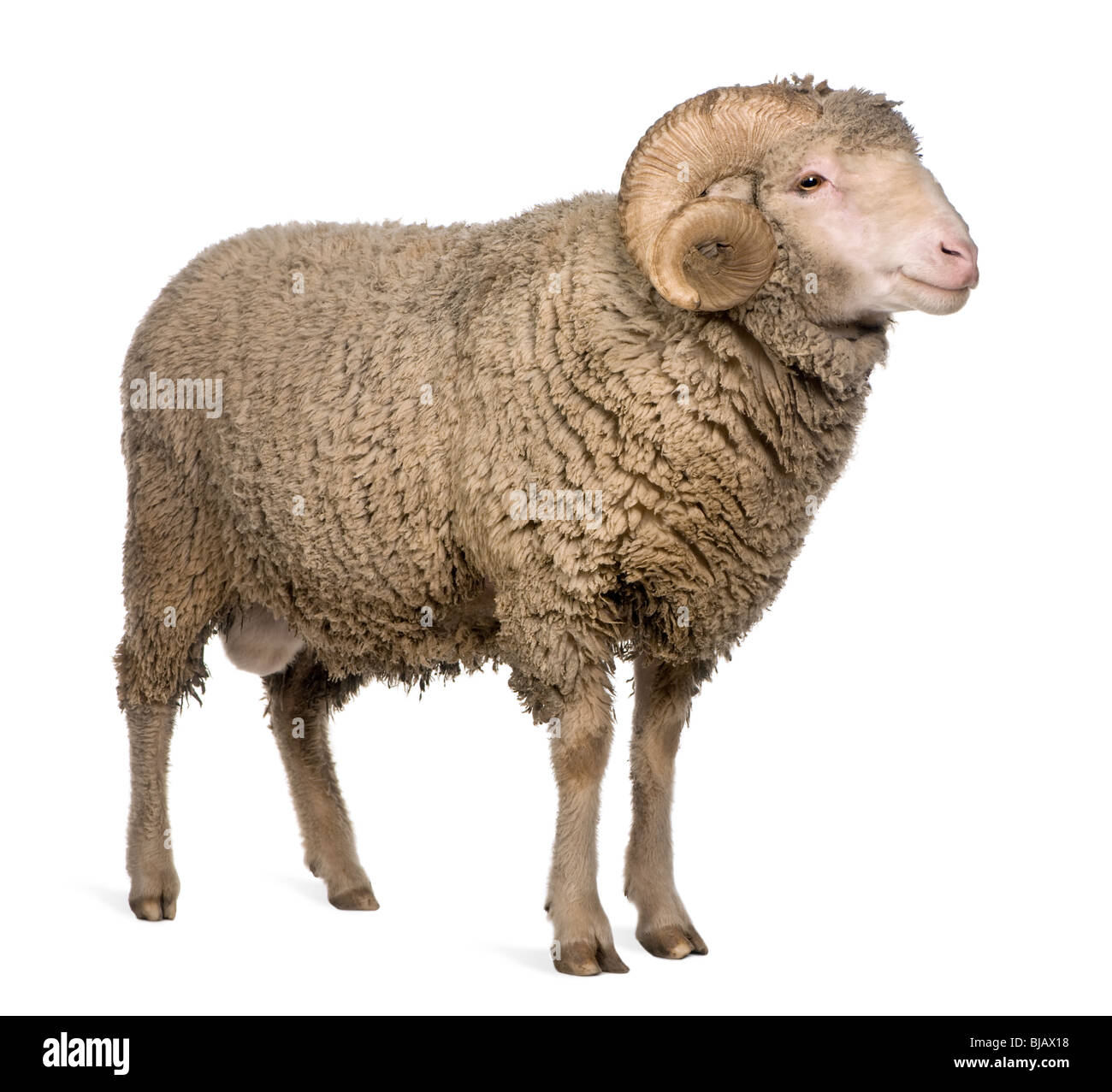 Mérinos d'Arles, ram, 3 ans, in front of white background Banque D'Images Mérinos d'Arles, ram, 3 ans, in front of white background Banque D'Images