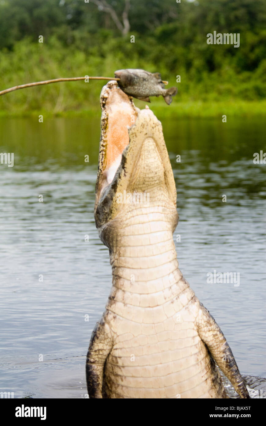 Le Caïman Noir (Melanosuchus niger) est induite à bondir hors de l'eau par un piranha sur un bâton, dans le Pantanal, Brésil Banque D'Images
