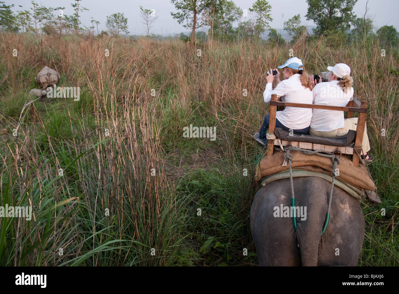 Les touristes à l'arrière d'un éléphant d'Inde ont vue sur une mère et un bébé rhinocéros indien (Rhinoceros unicornis) dans le parc national de Chitwan, au Népal Banque D'Images