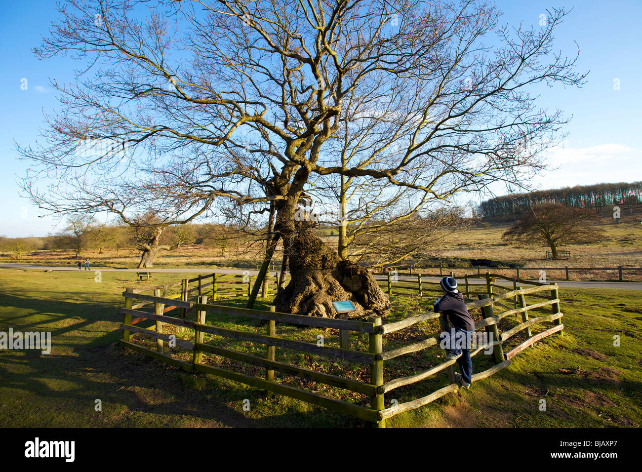 Un vieux chêne dans Bradgate Park, près de Leicester d'être soutenu et connu sous le nom de reine Adelaides après son chêne y pique-nique Banque D'Images