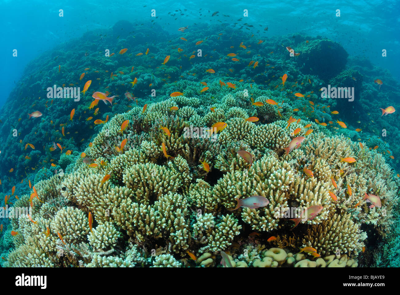 De l'école threadfin anthias au large de Safaga, Egypte, Mer Rouge. Banque D'Images