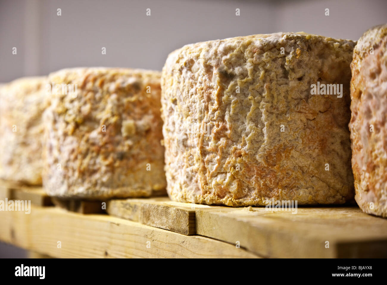 Fromages à maturité en entier le prix du fromage de la laiterie Banque D'Images